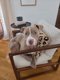 PEARL - Photo 5