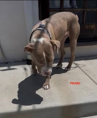 PEARL - Photo 4