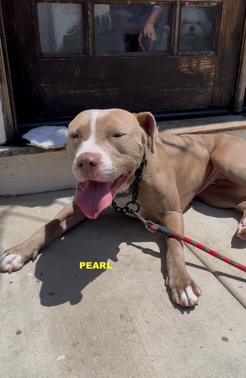 PEARL Image