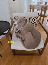 PEARL - Photo 8