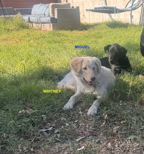 MIGUEL - Labrador Retriever available for adoption