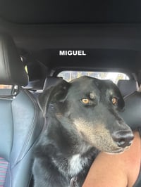 MIGUEL - Photo 3
