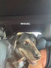 MIGUEL - Photo 4