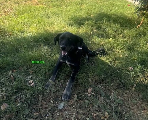 MIGUEL - Labrador Retriever available for adoption