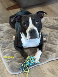 OLIVIA N - Photo 5