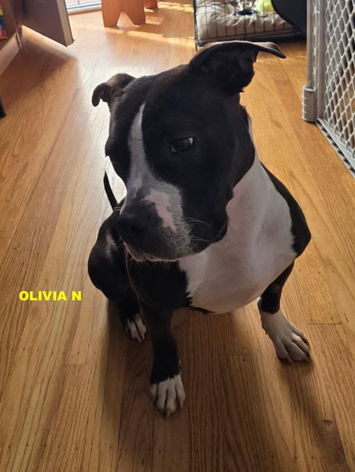 LULA - Pit Bull Terrier available for adoption