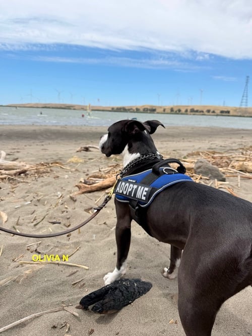 OLIVIA N - Pit Bull Terrier available for adoption