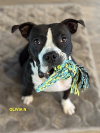 OLIVIA N - Photo 4