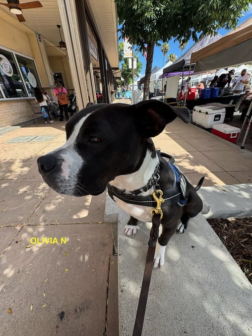 OLIVIA N - Pit Bull Terrier available for adoption