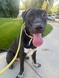 LOBO - Photo 4