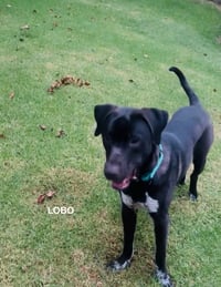 LOBO - Photo 6