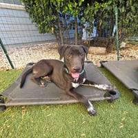 LOBO - Photo 9