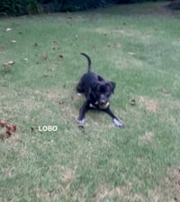 LOBO - Photo 7