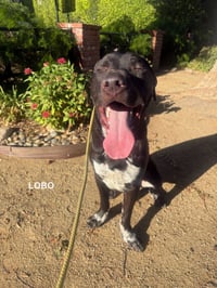 LOBO - Photo 5