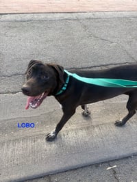 LOBO - Photo 2