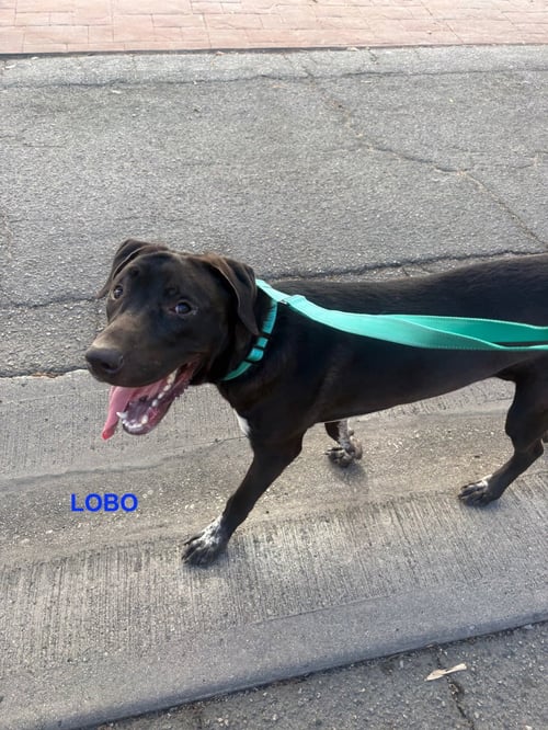 LOBO - Labrador Retriever / Pit Bull Terrier available for adoption