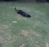 LOBO - Photo 8