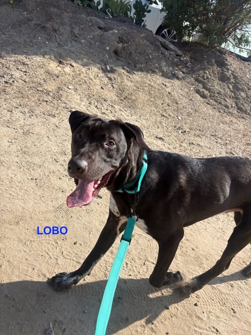 LOBO - Labrador Retriever / Pit Bull Terrier available for adoption
