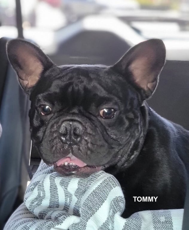 TOMMY Image