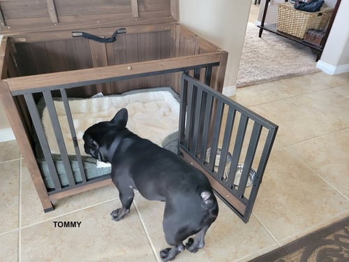 TOMMY - French Bulldog available for adoption