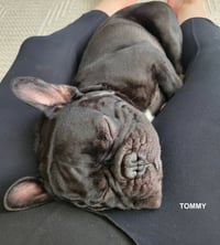 TOMMY - Photo 5