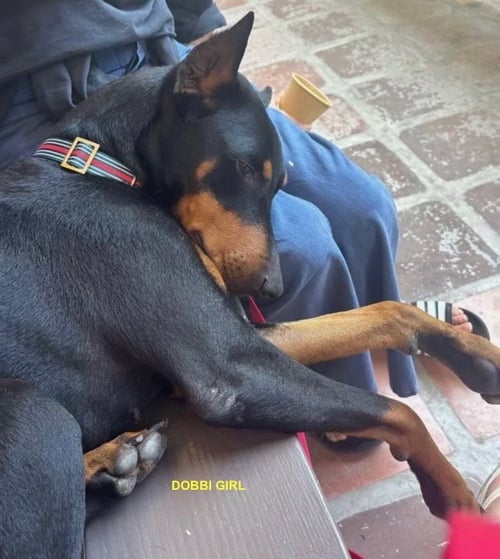 DOBBI GIRL - Doberman Pinscher available for adoption