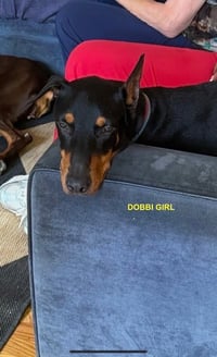 DOBBI GIRL - Photo 2