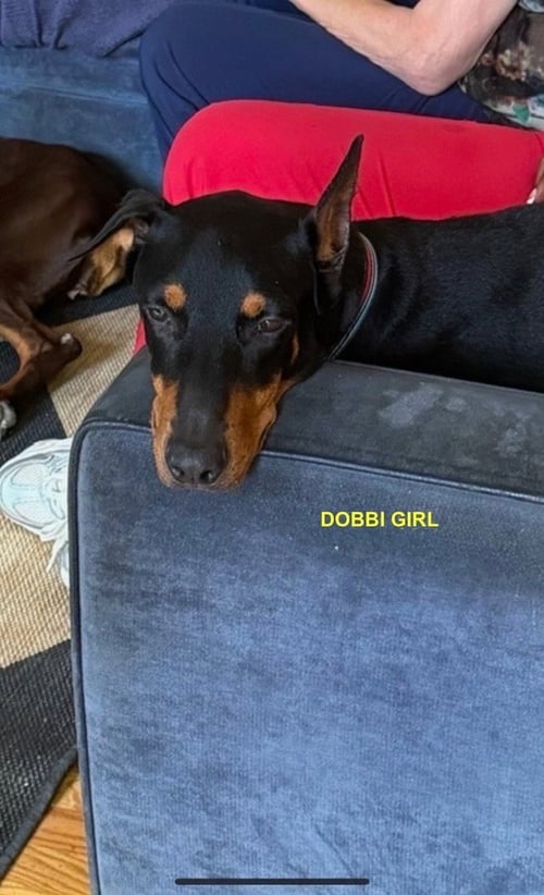 DOBBI GIRL - Doberman Pinscher available for adoption