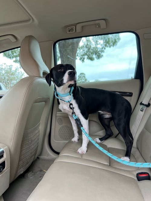 PAULA - Labrador Retriever / Staffordshire Bull Terrier available for adoption