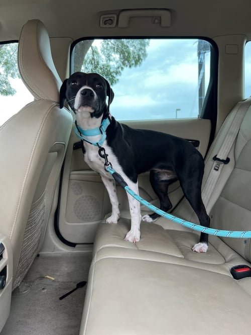 PAULA - Labrador Retriever / Staffordshire Bull Terrier available for adoption
