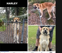 HARLEY - Photo 6
