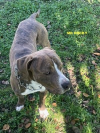 MR ROCKY - Photo 4
