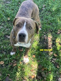 MR ROCKY - Photo 6