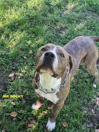 MR ROCKY - Photo 8
