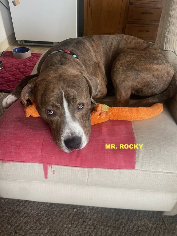 MR ROCKY Image