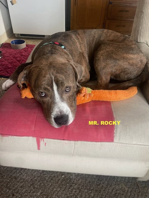 MR ROCKY - Pit Bull Terrier available for adoption