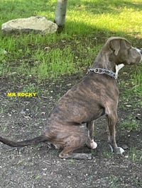 MR ROCKY - Photo 2