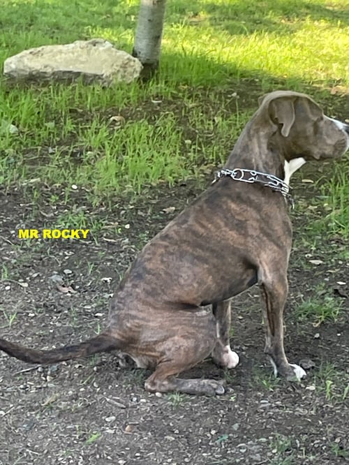 MR ROCKY - Pit Bull Terrier available for adoption