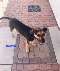 MARVIN - Photo 1