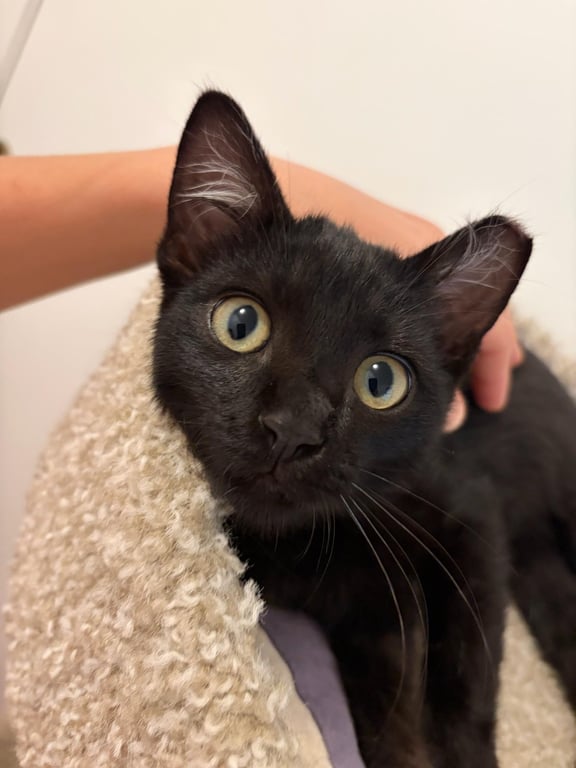 Bronson - male kitten Image