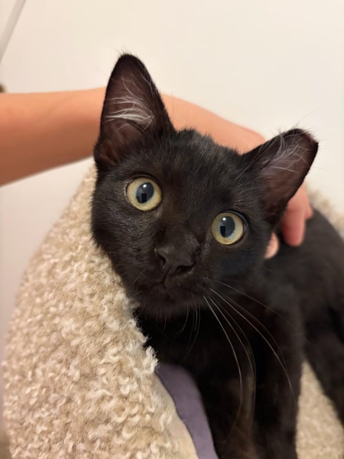 BRONSON - MALE KITTEN - Domestic Short Hair available for adoption