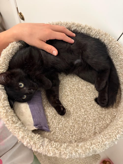 BRONSON - MALE KITTEN - Domestic Short Hair available for adoption
