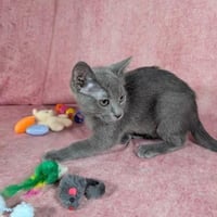 Valkyrie - female kitten - Photo 5
