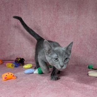 VALKYRIE - FEMALE KITTEN - Domestic Short Hair available for adoption