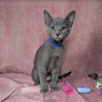 Valkyrie - female kitten - Photo 1