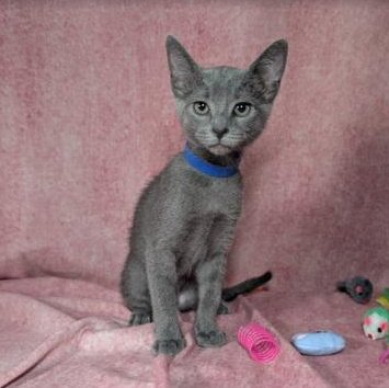VALKYRIE - FEMALE KITTEN - Domestic Short Hair available for adoption