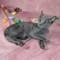 Valkyrie - female kitten - Photo 4