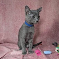 Valkyrie - female kitten - Photo 3