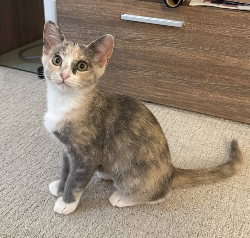 Winky - female kitten Image
