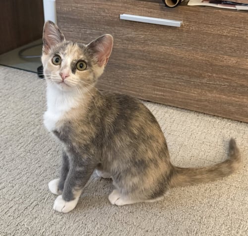 WINKY - FEMALE KITTEN - Calico / Tortoiseshell available for adoption